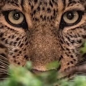 Meet your Posher, Annakarenina